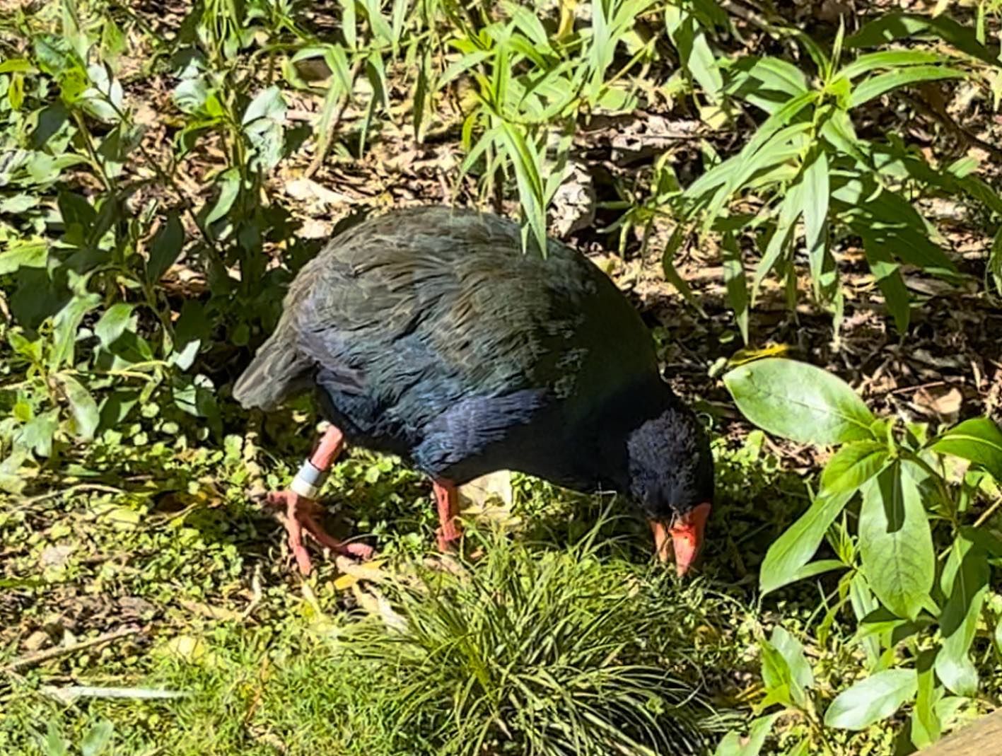 A closeup of a Takahē