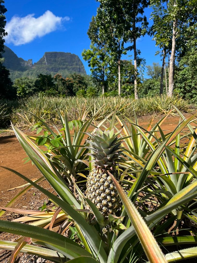 A pineapple field