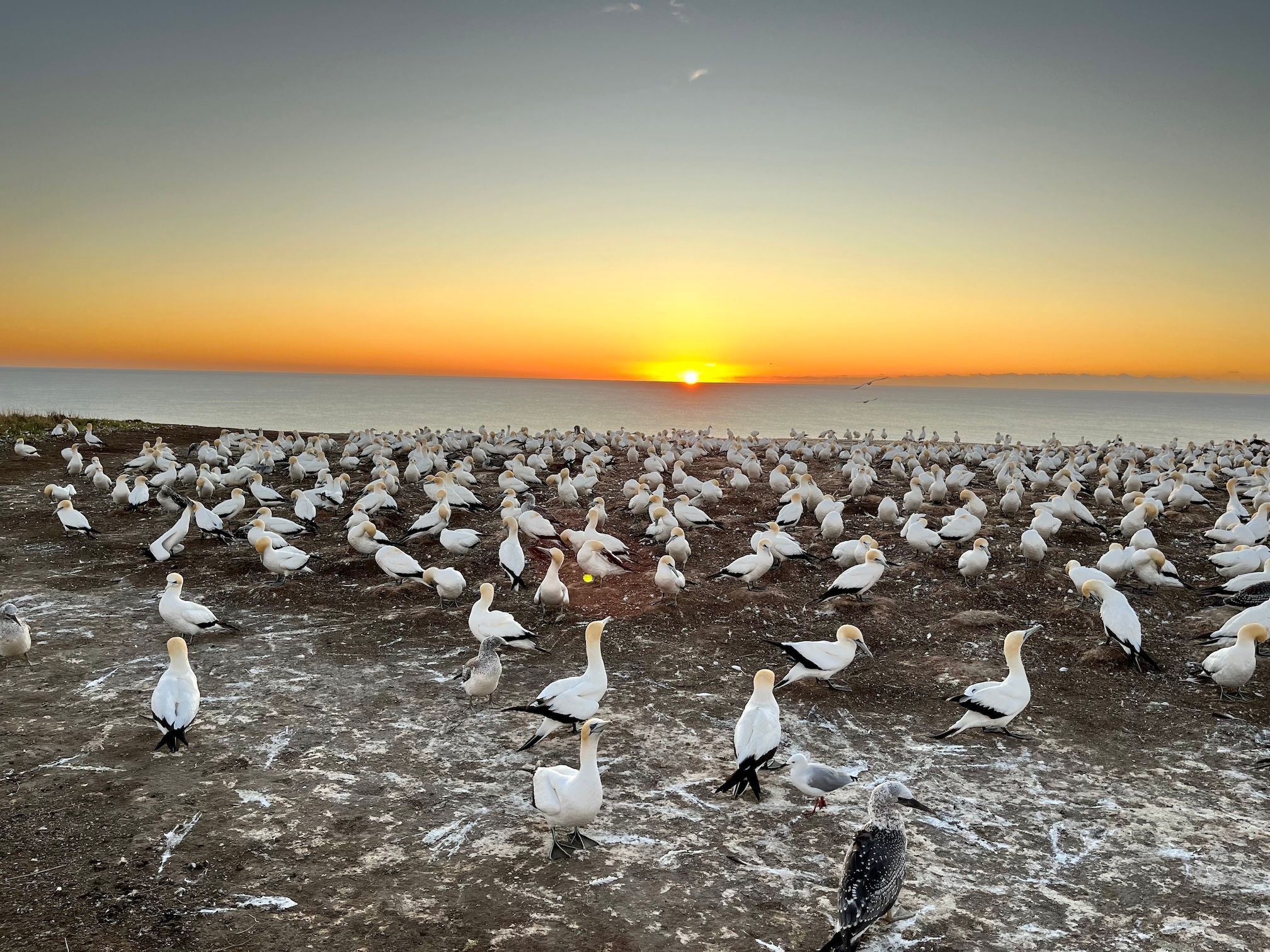 Gannet colony at sunrise