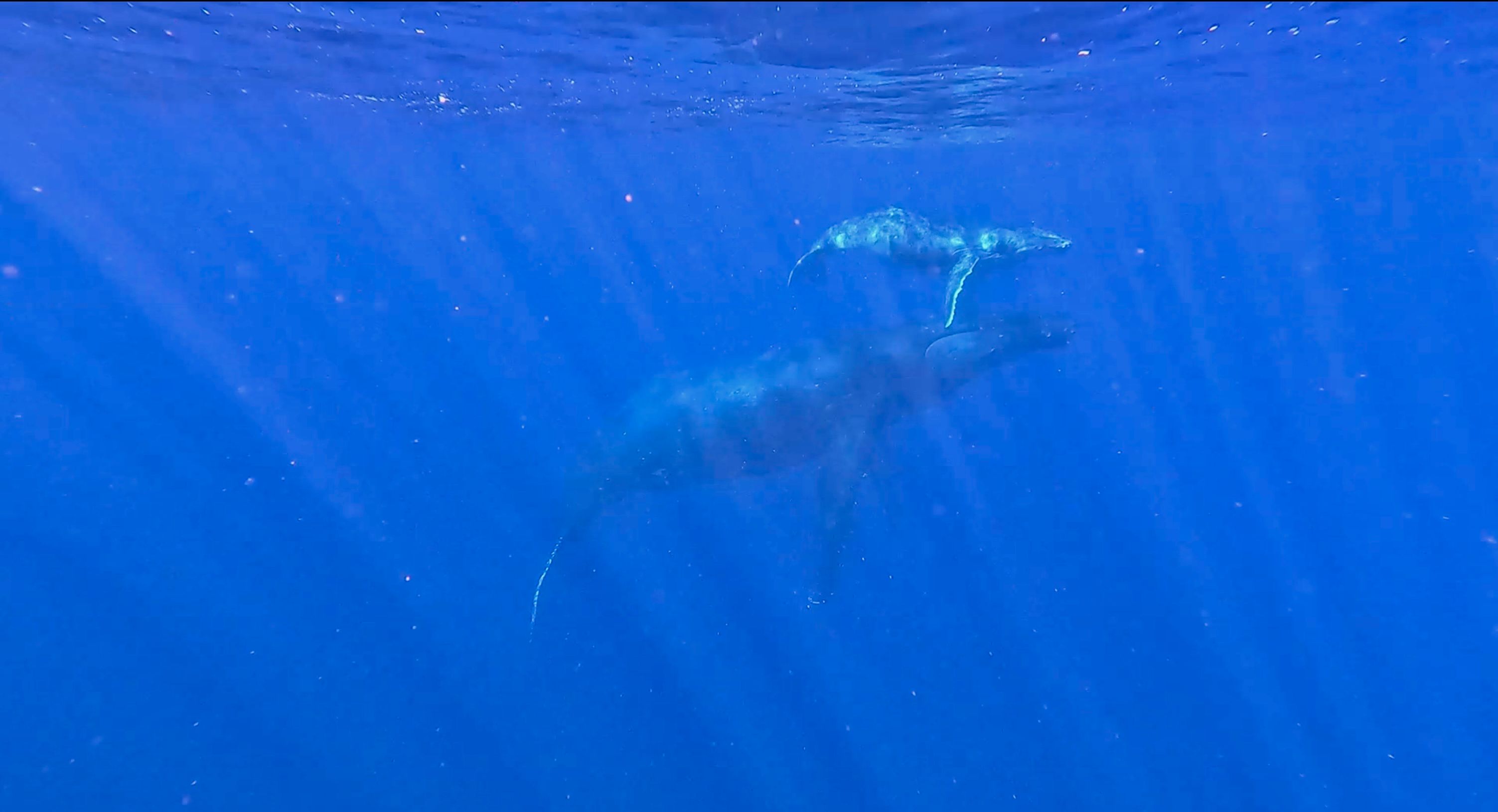 Mother and calf humpback whale