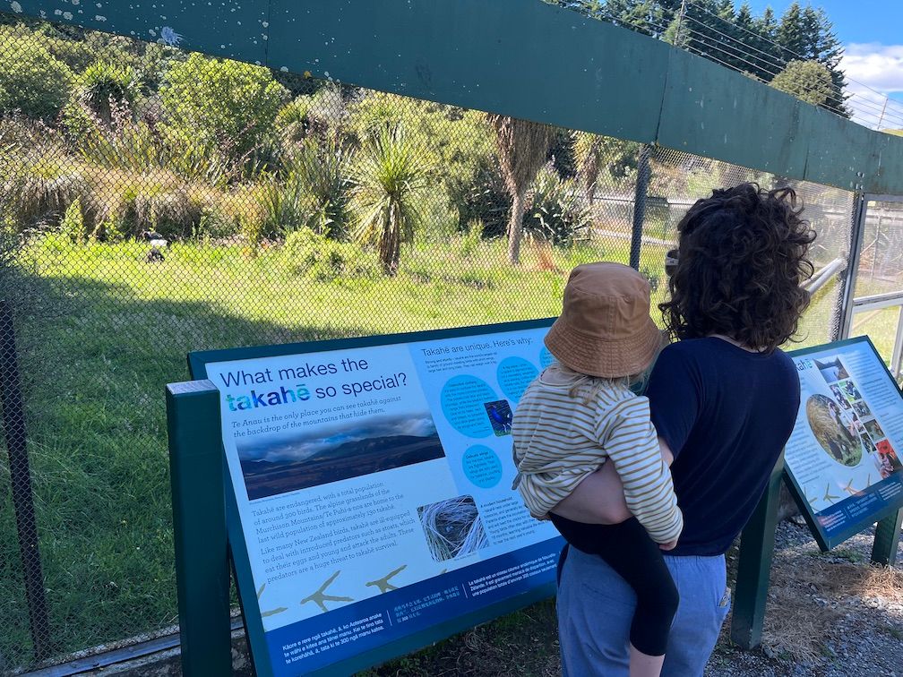 Looking at the Takahē