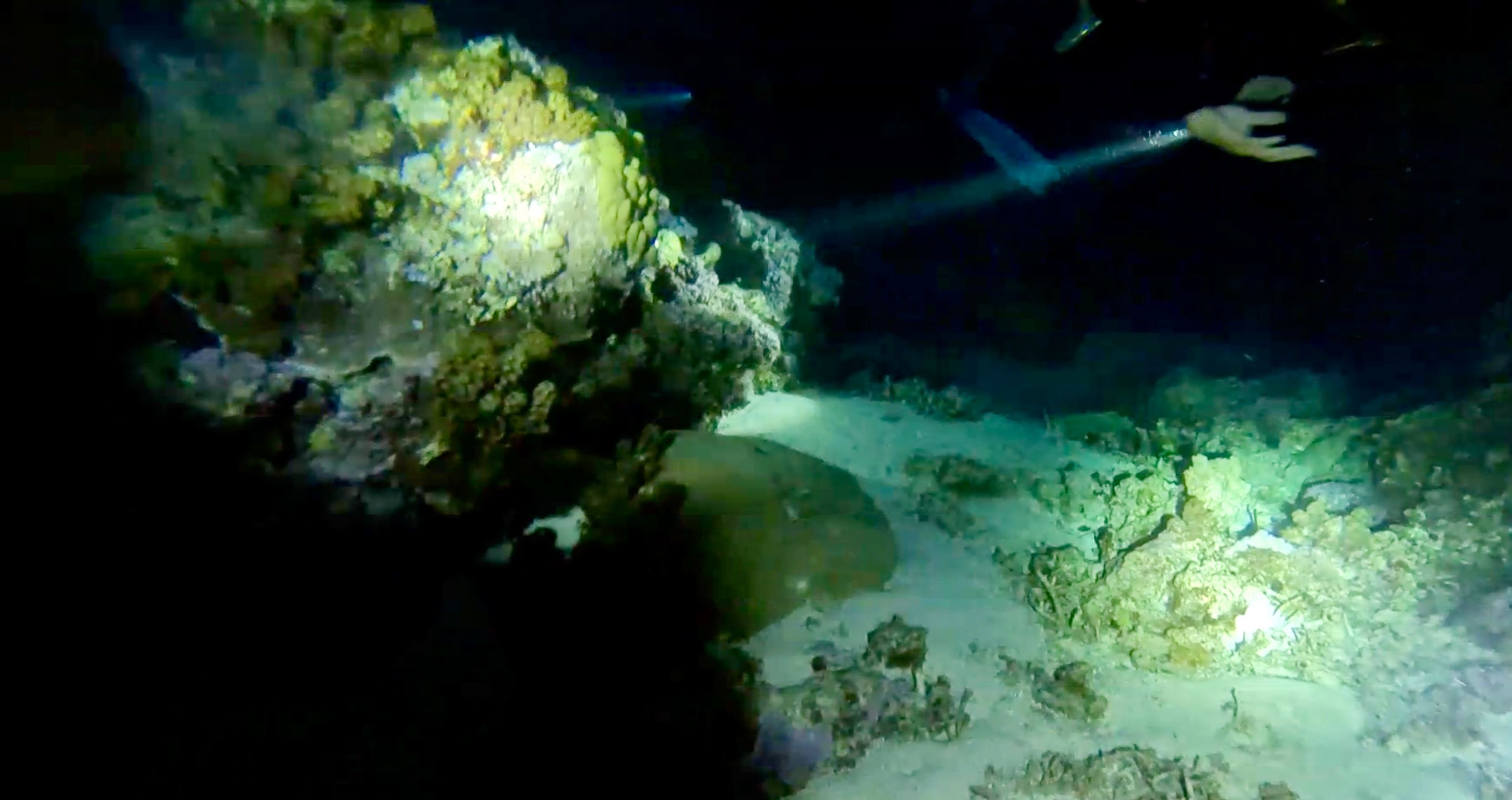 Snorkeling at night