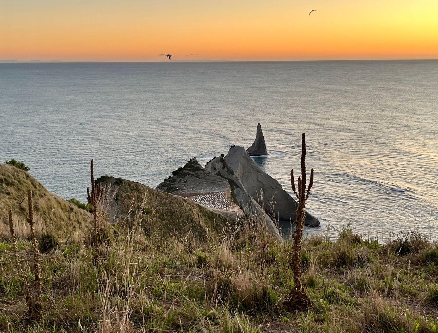 Second gannet colony