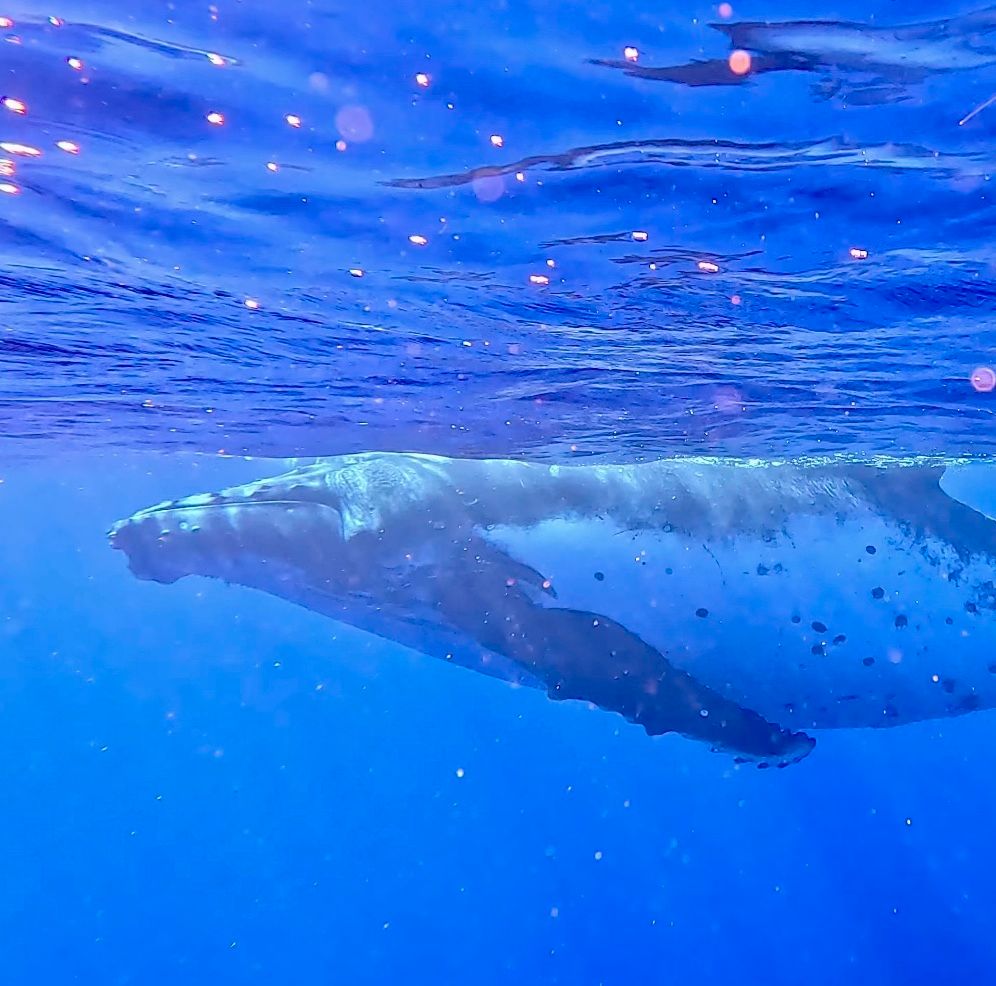 Swimming with the whales in Tahiti