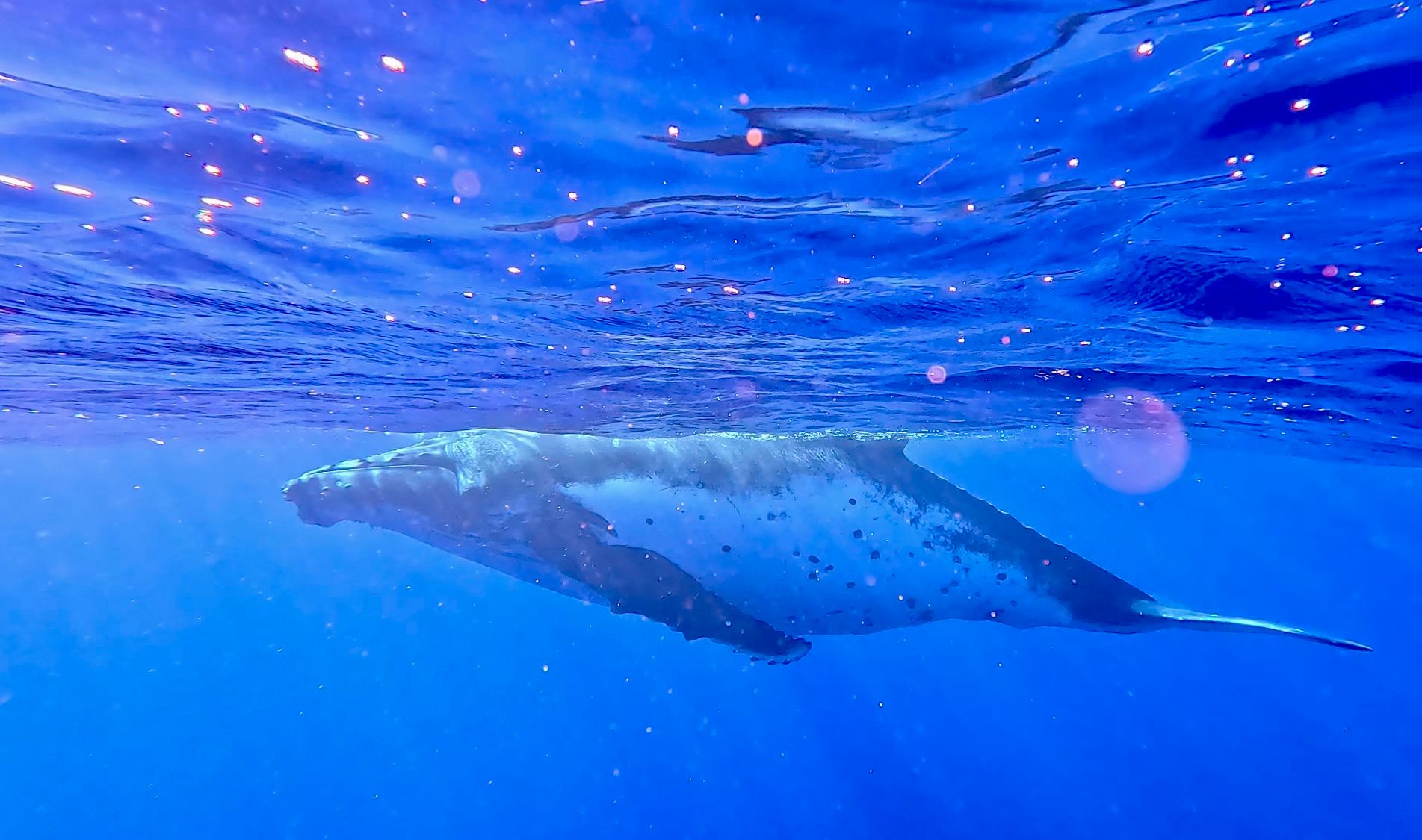 Close up of a humpback adolescent