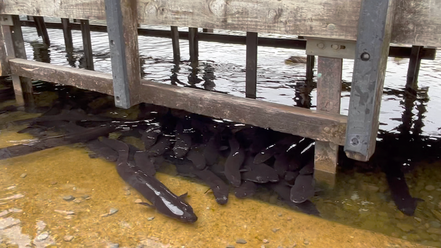 Eels under jetty in Rotoiti Lake