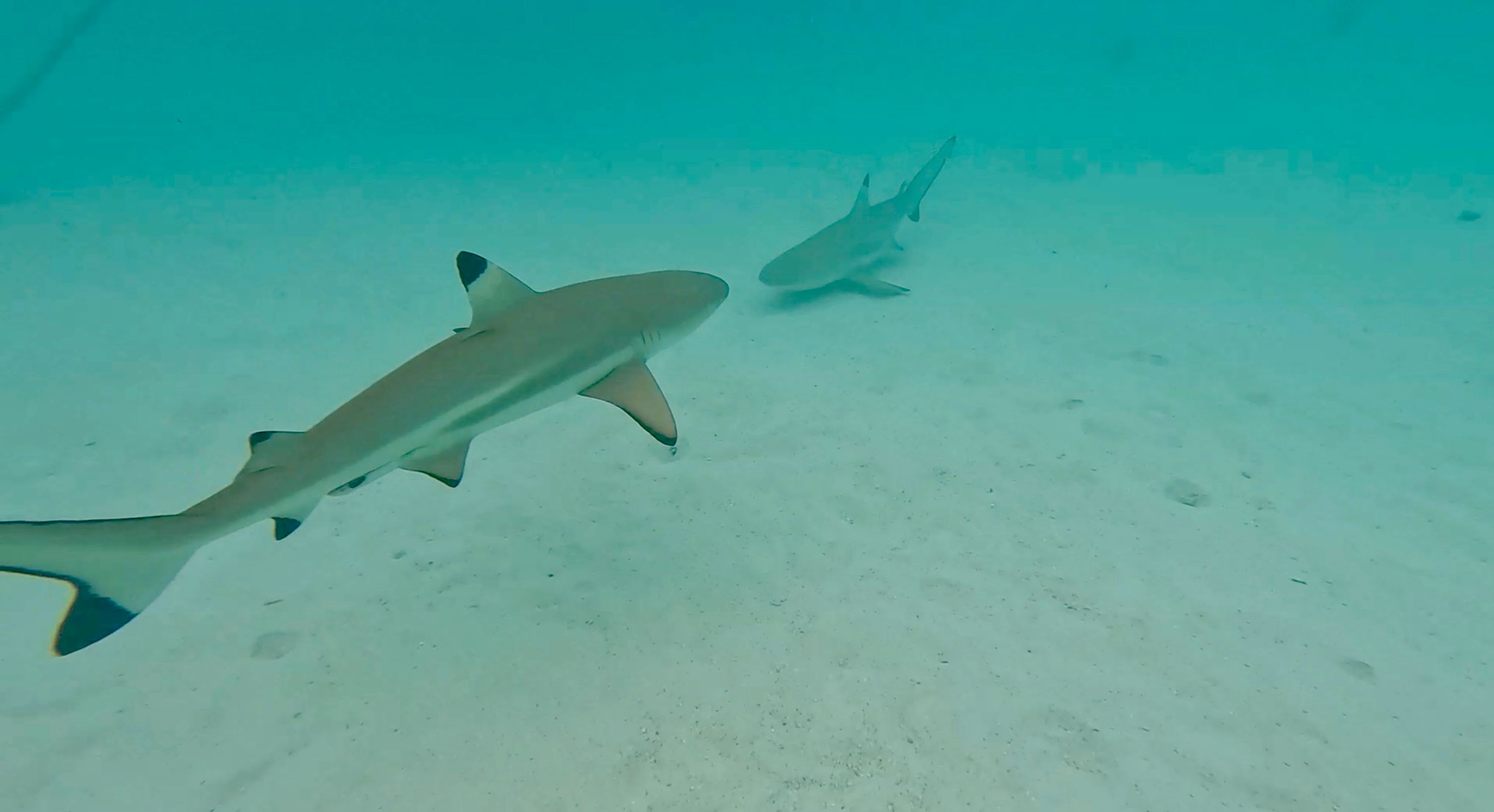 Snorkeling with sharks