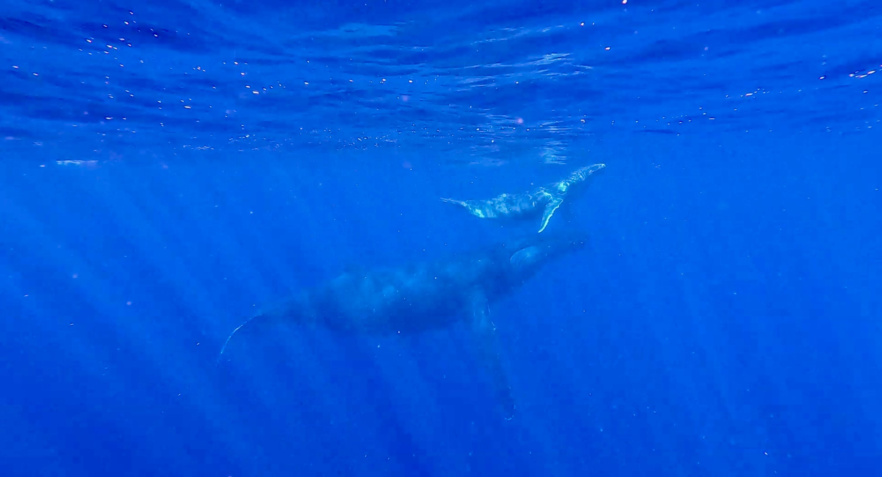 Mother and calf humpback whale surfacing